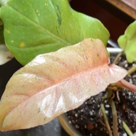 Photo of the plant species philodendron by @ModestlyBasil named Harmony on Greg, the plant care app