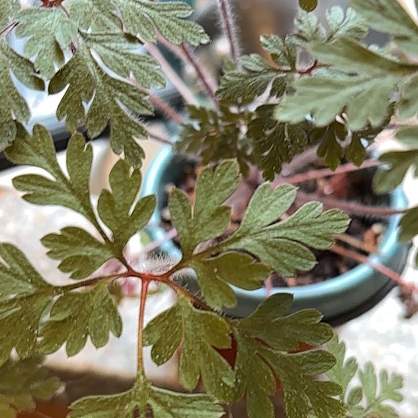 Photo of the plant species Robert Geranium by @HipRedash91 named ChloroPhil on Greg, the plant care app