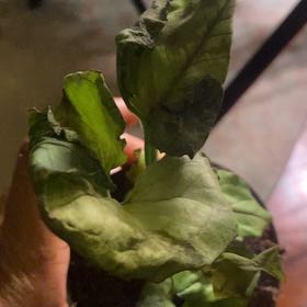 Photo of the plant species Syngonium cream alluison by @DeftSalsa5 named Baesil on Greg, the plant care app
