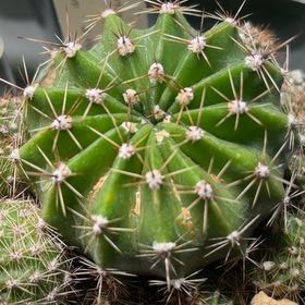 Photo of the plant species Easter Lily Cactus by @FunCacti13 named Sproutacus on Greg, the plant care app