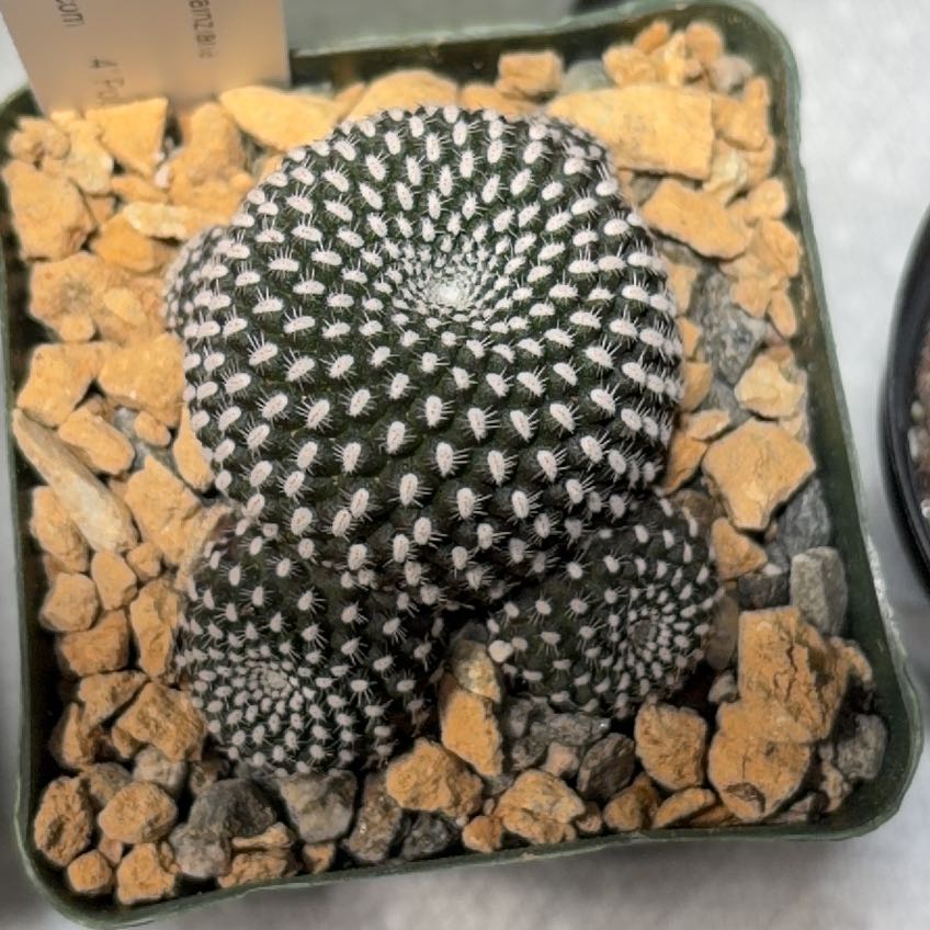 Photo of the plant species Rebutia krainziana by @FunCacti13 named Kendall on Greg, the plant care app