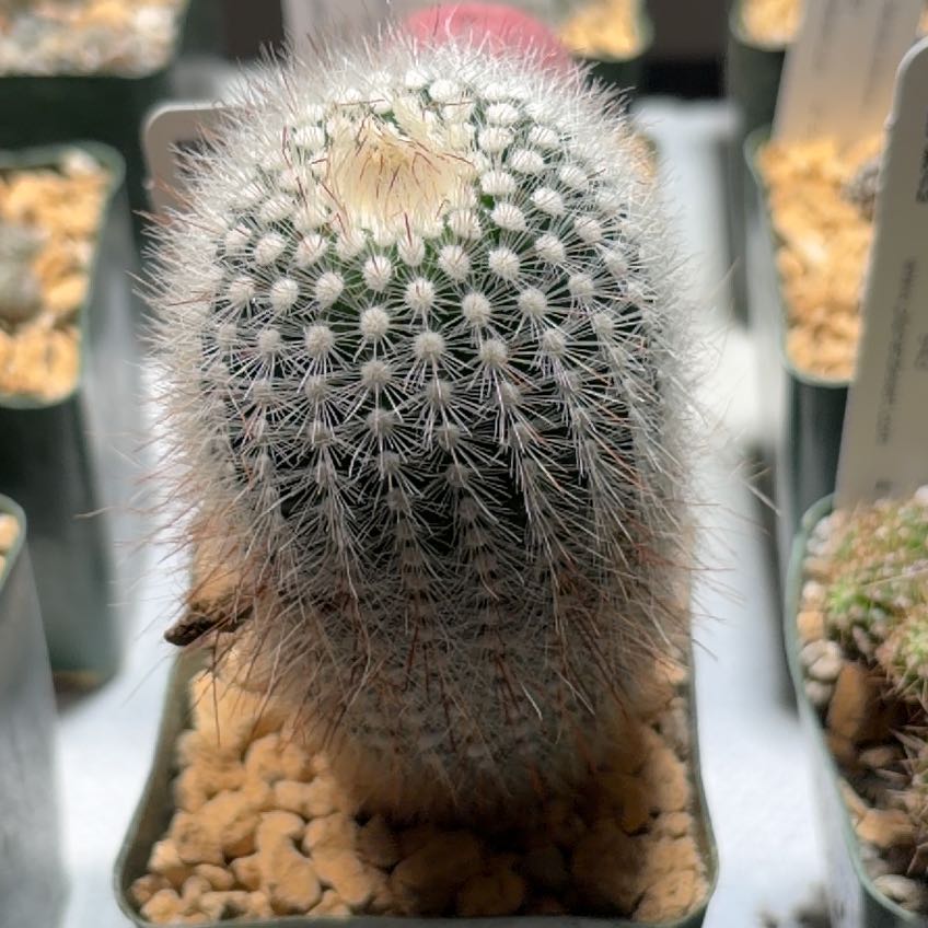 Photo of the plant species Silver Ball Cactus by @FunCacti13 named Plato on Greg, the plant care app