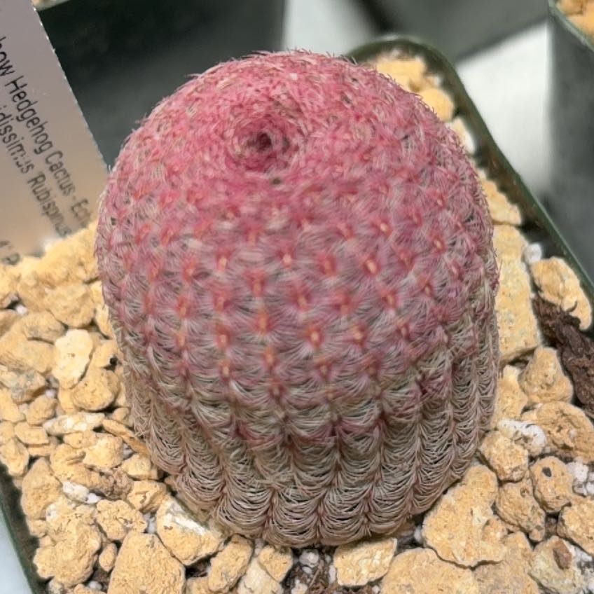 Photo of the plant species Echinocereus rigidissimus var. rubrispinus by @FunCacti13 named Achilles on Greg, the plant care app