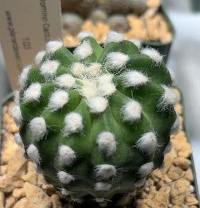 Photo of the plant species Echinopsis 'Fuzzy Navel' by @FunCacti13 named Apollo on Greg, the plant care app