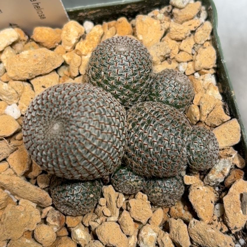 Photo of the plant species Rebutia Heliosa by @FunCacti13 named Sigmund on Greg, the plant care app