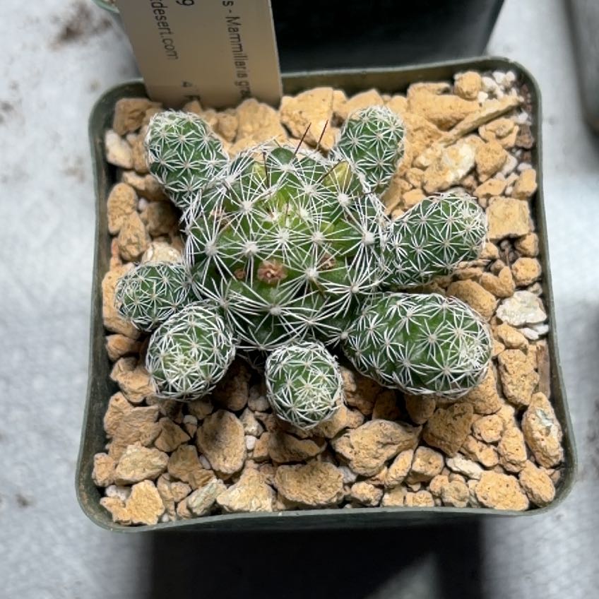 Photo of the plant species Thimble Cactus by @FunCacti13 named Sol on Greg, the plant care app