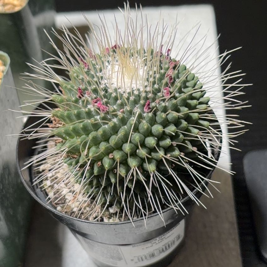 Photo of the plant species Mammillaria spinosissima 'Un Pico' by @FunCacti13 named Curie on Greg, the plant care app