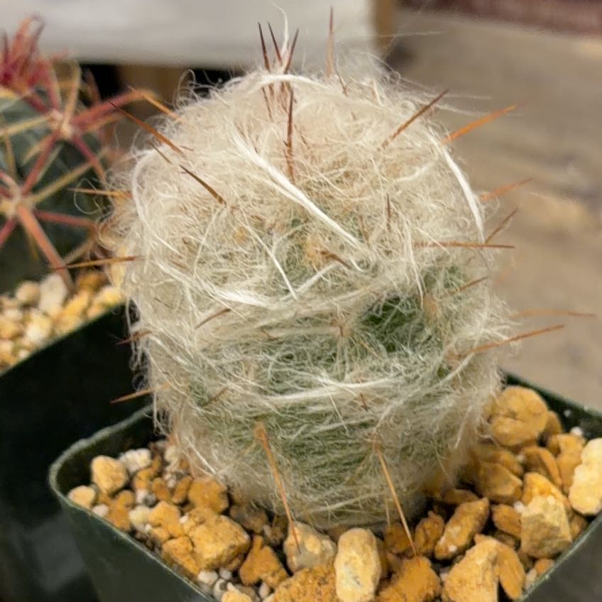 Photo of the plant species Old Man of the Mountains by @FunCacti13 named Tolkien on Greg, the plant care app