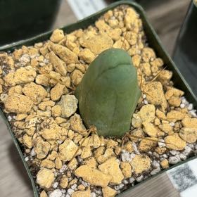 Photo of the plant species Penis cactus by @FunCacti13 named Apollo on Greg, the plant care app