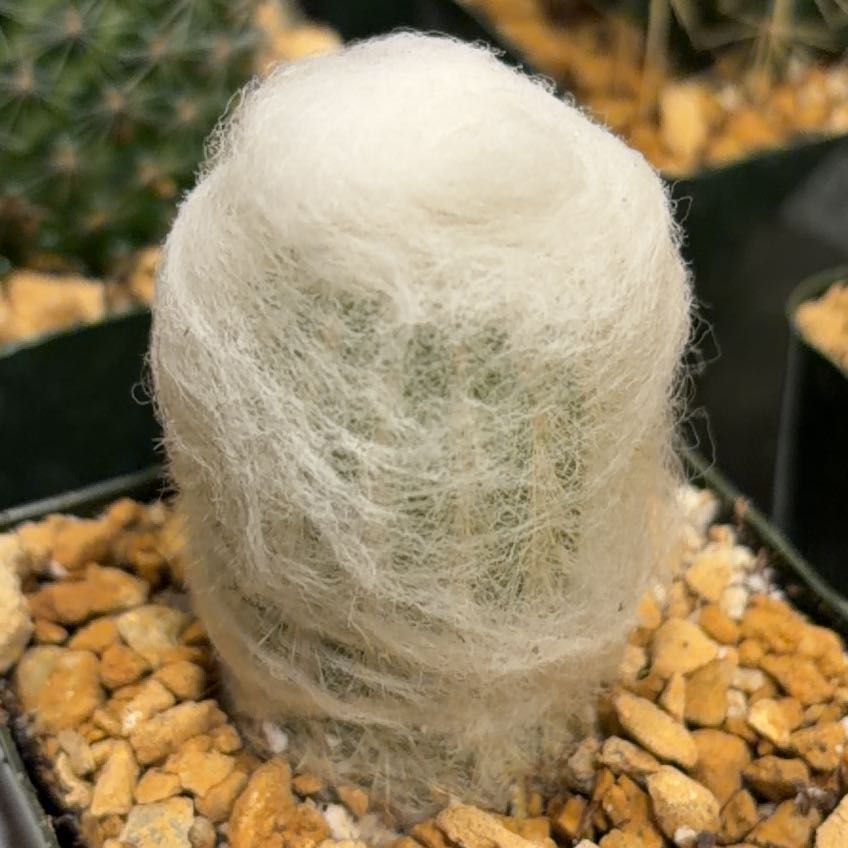 Photo of the plant species Peruvian Old Man Cactus by @FunCacti13 named Winston on Greg, the plant care app