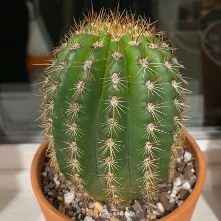 Photo of the plant species Trichocereus Flying Saucer by @FunCacti13 named Kardashian on Greg, the plant care app