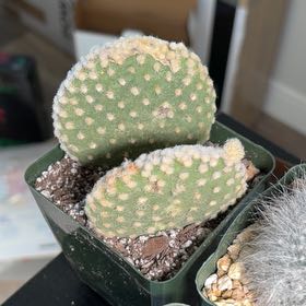Photo of the plant species Opuntia microdasys albata by @FunCacti13 named Xena on Greg, the plant care app