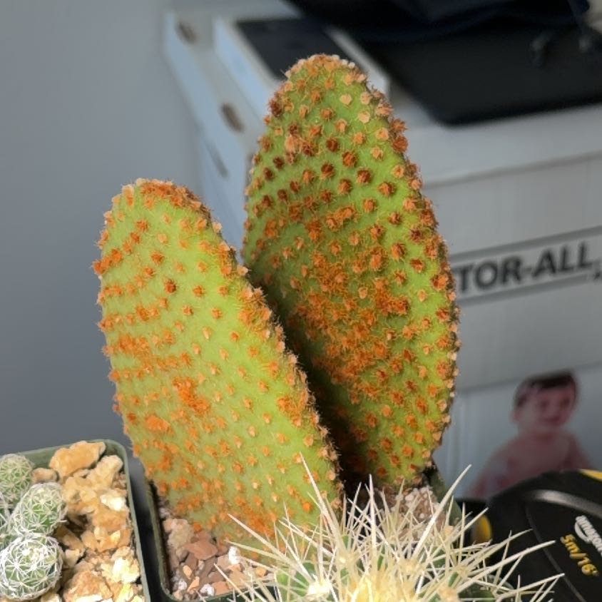 Photo of the plant species Cinnamon Bunny Ears by @FunCacti13 named Athena on Greg, the plant care app
