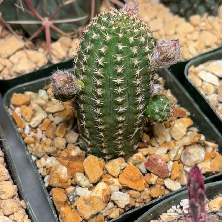 Photo of the plant species Echinopsis 'Rose Quartz' by @FunCacti13 named Madonna on Greg, the plant care app