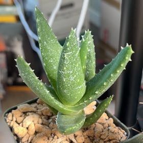 Photo of the plant species Aloe 'T-Rex' by @FunCacti13 named Shakira on Greg, the plant care app