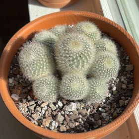Photo of the plant species Orange Snowball by @FunCacti13 named Lola on Greg, the plant care app