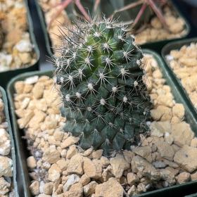 Photo of the plant species Copiapoa Humilis by @FunCacti13 named Figyonce on Greg, the plant care app