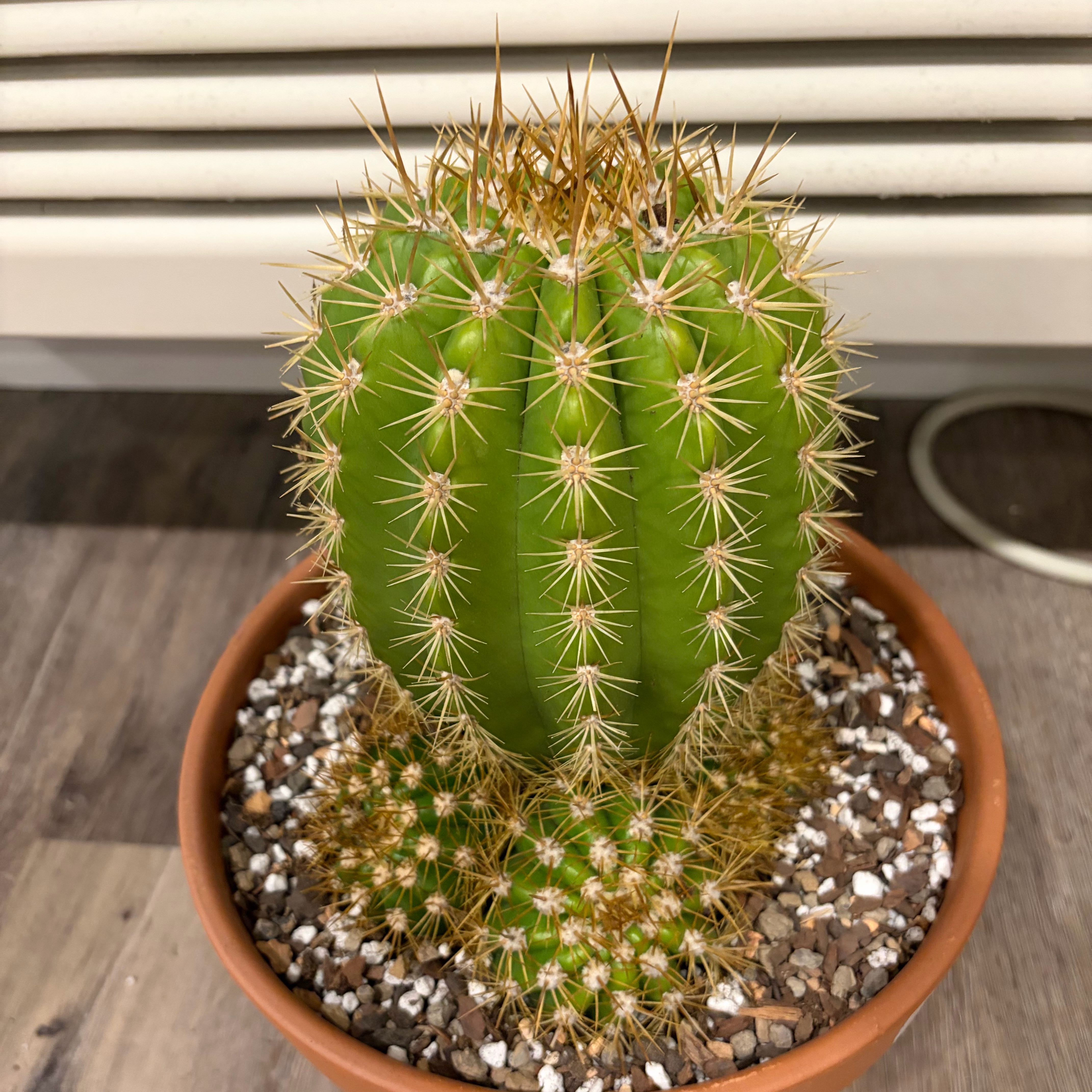 Photo of the plant species Trichocereus 'Sun Goddess' by @FunCacti13 named Bieber on Greg, the plant care app