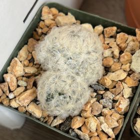 Photo of the plant species Feather Cactus by @FunCacti13 named Elina on Greg, the plant care app
