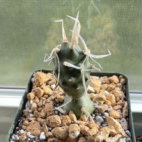 Photo of the plant species Paper Spine Cactus by @FunCacti13 named Ulysses S Plant on Greg, the plant care app