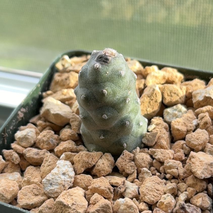 Photo of the plant species Pine Cone Cactus by @FunCacti13 named Foxxy on Greg, the plant care app