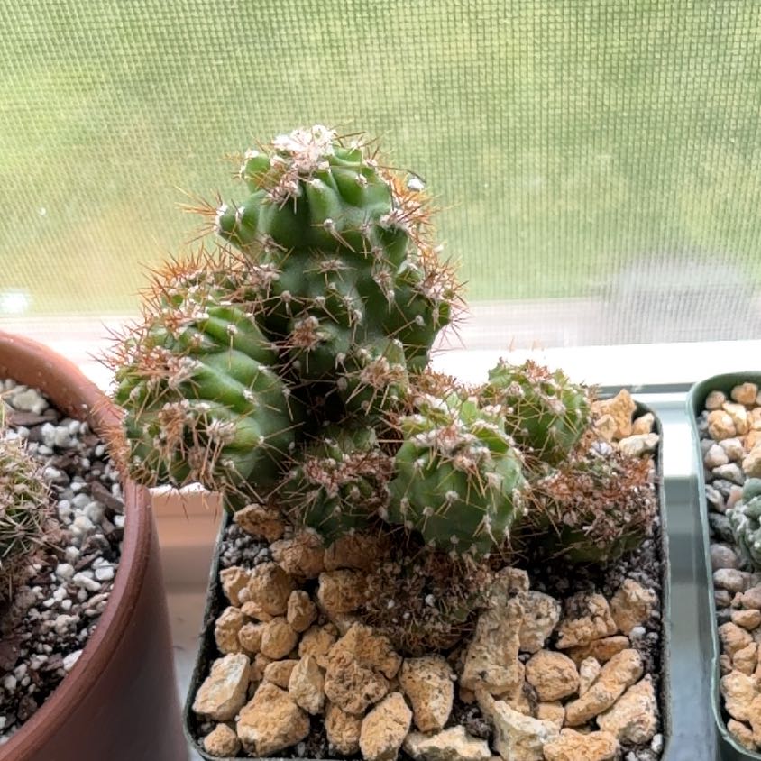Photo of the plant species Peruvian Apple Cactus Monstrose by @FunCacti13 named Aristotle on Greg, the plant care app