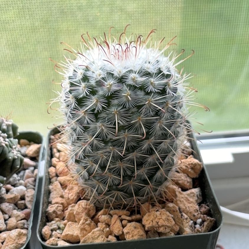 Photo of the plant species Silken Pincushion Cactus by @FunCacti13 named Homer on Greg, the plant care app