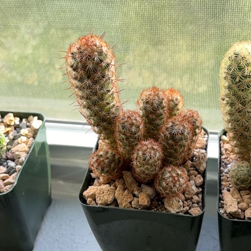 Photo of the plant species Lady Finger Cactus 'Copper King' by @FunCacti13 named Beyonce on Greg, the plant care app