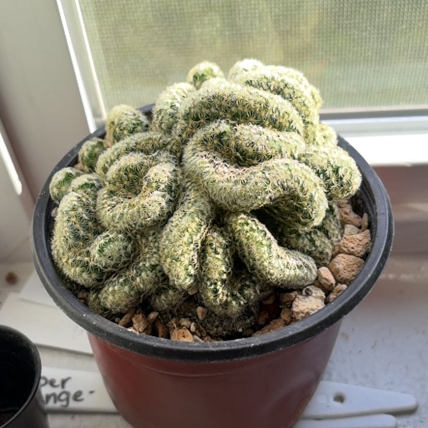Photo of the plant species Brain Cactus by @FunCacti13 named Girlfrond on Greg, the plant care app