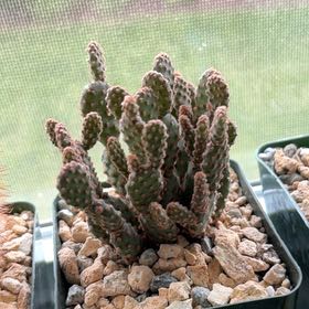 Photo of the plant species Opuntia rufida minima f. monstrose by @FunCacti13 named Fernie Mercury on Greg, the plant care app