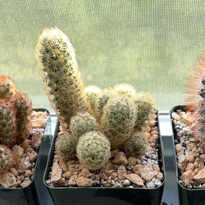 Photo of the plant species Lady Finger Cactus 'Pink Nymph' by @FunCacti13 named Taylor Swift on Greg, the plant care app