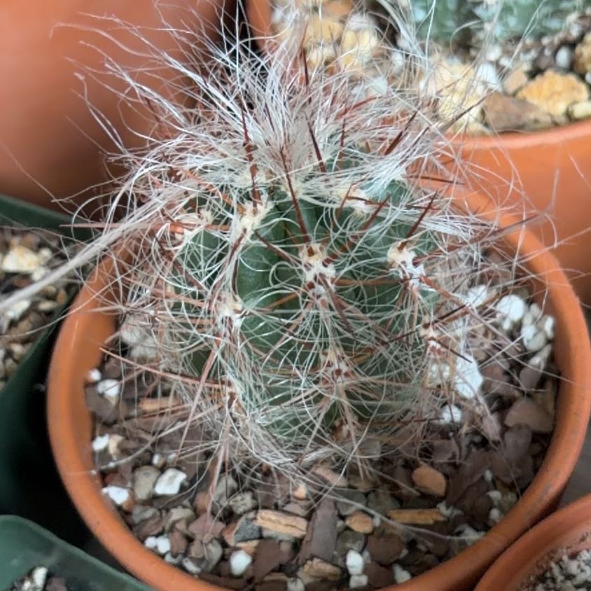 Photo of the plant species Old Man of the Andes by @FunCacti13 named Zion on Greg, the plant care app
