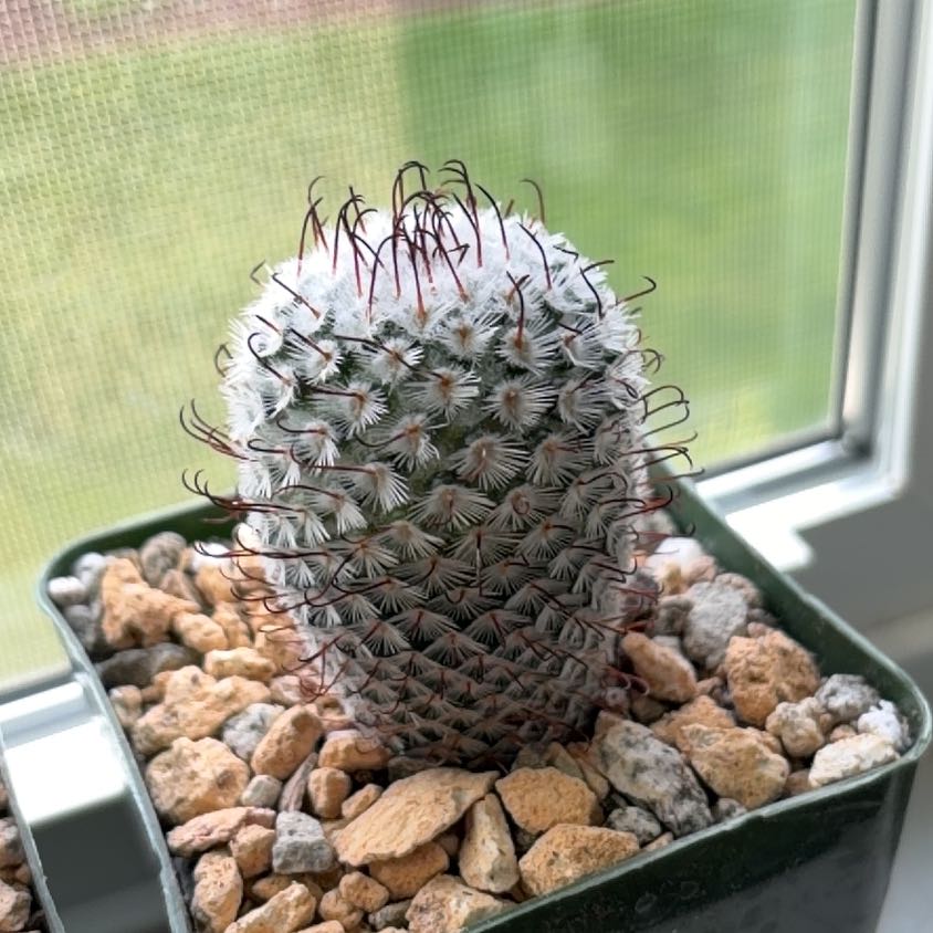 Photo of the plant species Mammillaria perezdelarosae by @FunCacti13 named Gregarious on Greg, the plant care app
