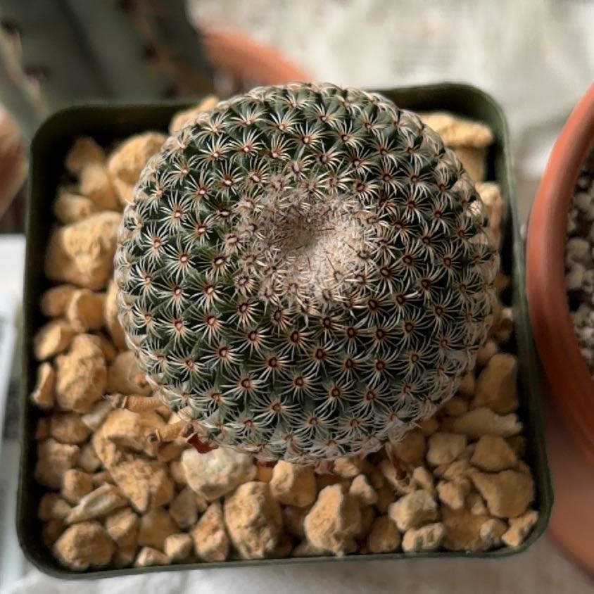 Photo of the plant species Mammillaria huitzilopochtli by @FunCacti13 named Diana on Greg, the plant care app