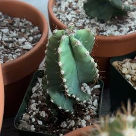 Photo of the plant species Spiral Cactus by @FunCacti13 named Mollie on Greg, the plant care app