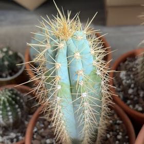 Photo of the plant species Blue Torch Cactus by @FunCacti13 named Sanders on Greg, the plant care app