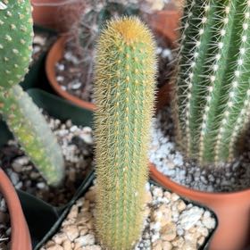 Photo of the plant species Golden Rat Tail by @FunCacti13 named Doja Cat on Greg, the plant care app