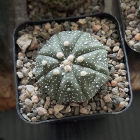 Photo of the plant species Sand Dollar Cactus by @FunCacti13 named Duke on Greg, the plant care app