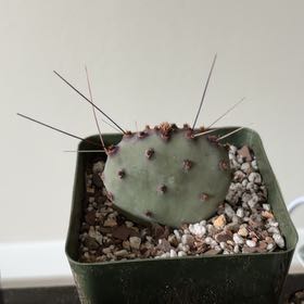 Photo of the plant species Opuntia Macrocentra by @FunCacti13 named Gates on Greg, the plant care app