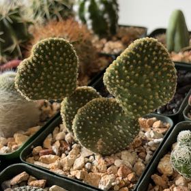 Photo of the plant species Bunny Ears Cactus by @FunCacti13 named Terra on Greg, the plant care app