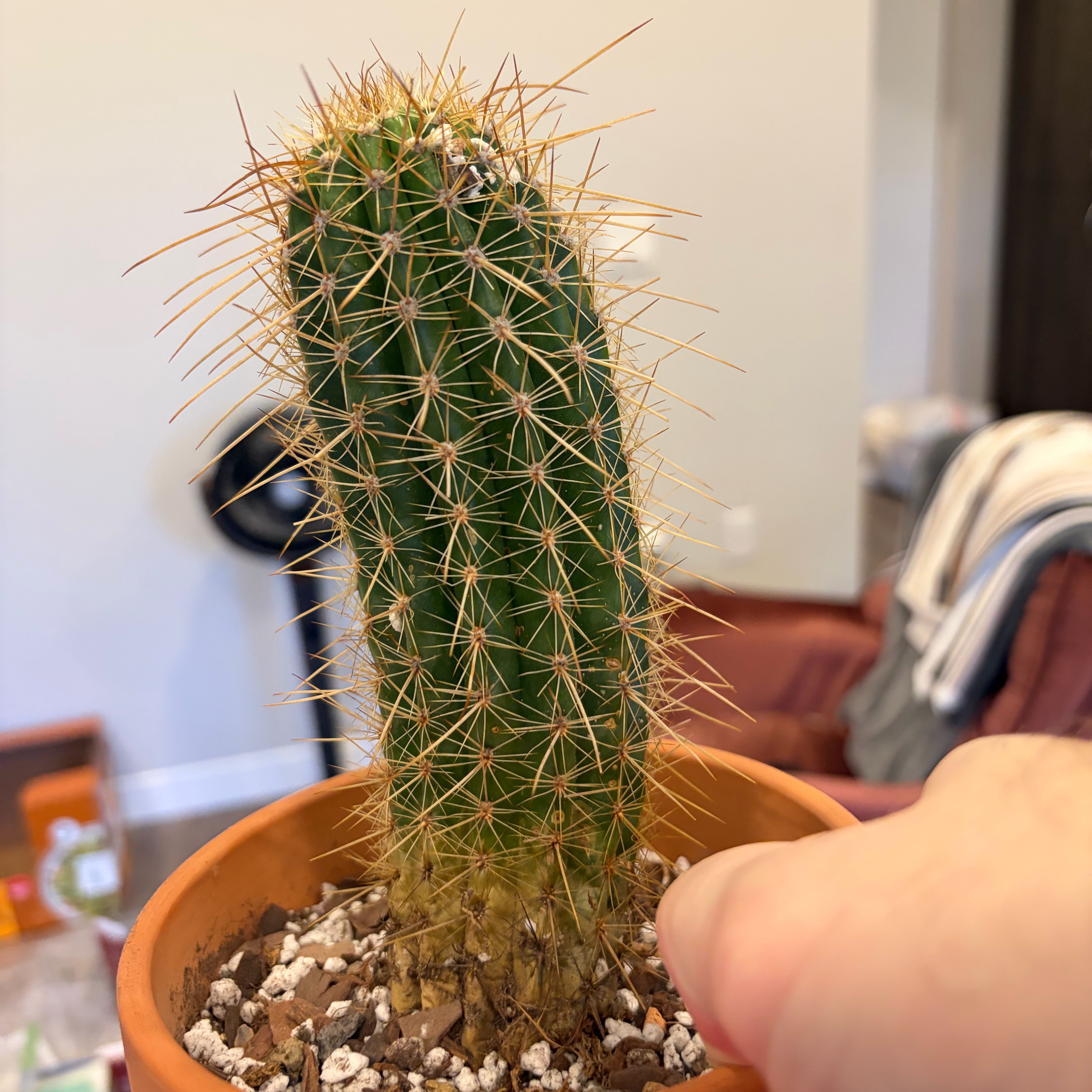 Photo of the plant species Echinopsis 'First Light' by @FunCacti13 named Spike Leaves on Greg, the plant care app