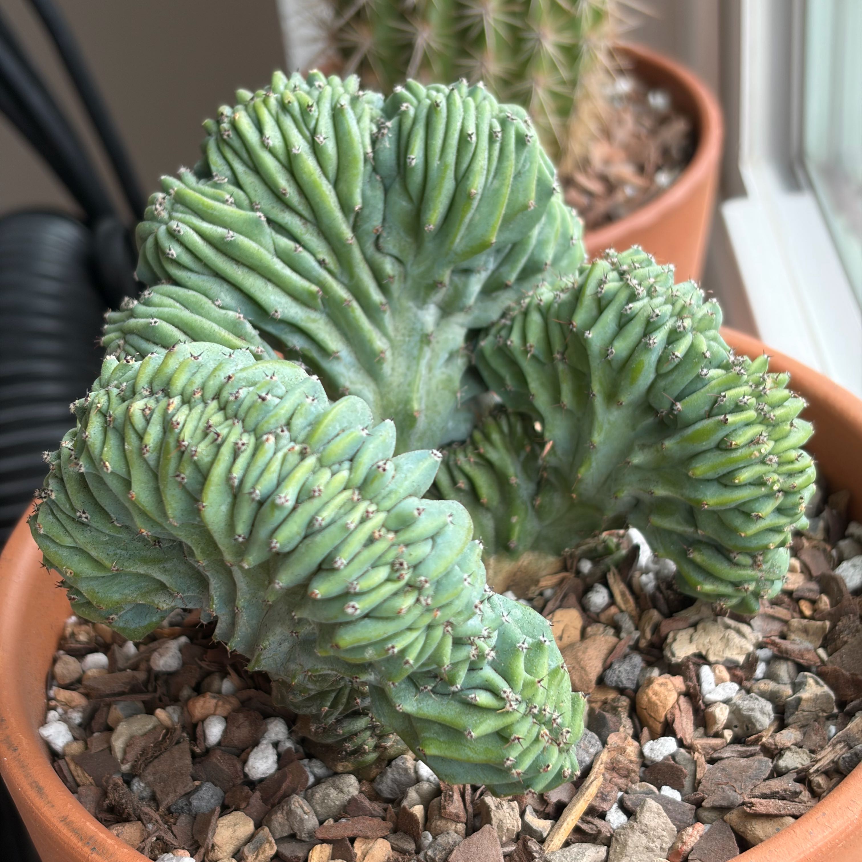 Photo of the plant species Crested Blue Flame by @FunCacti13 named Dolores on Greg, the plant care app