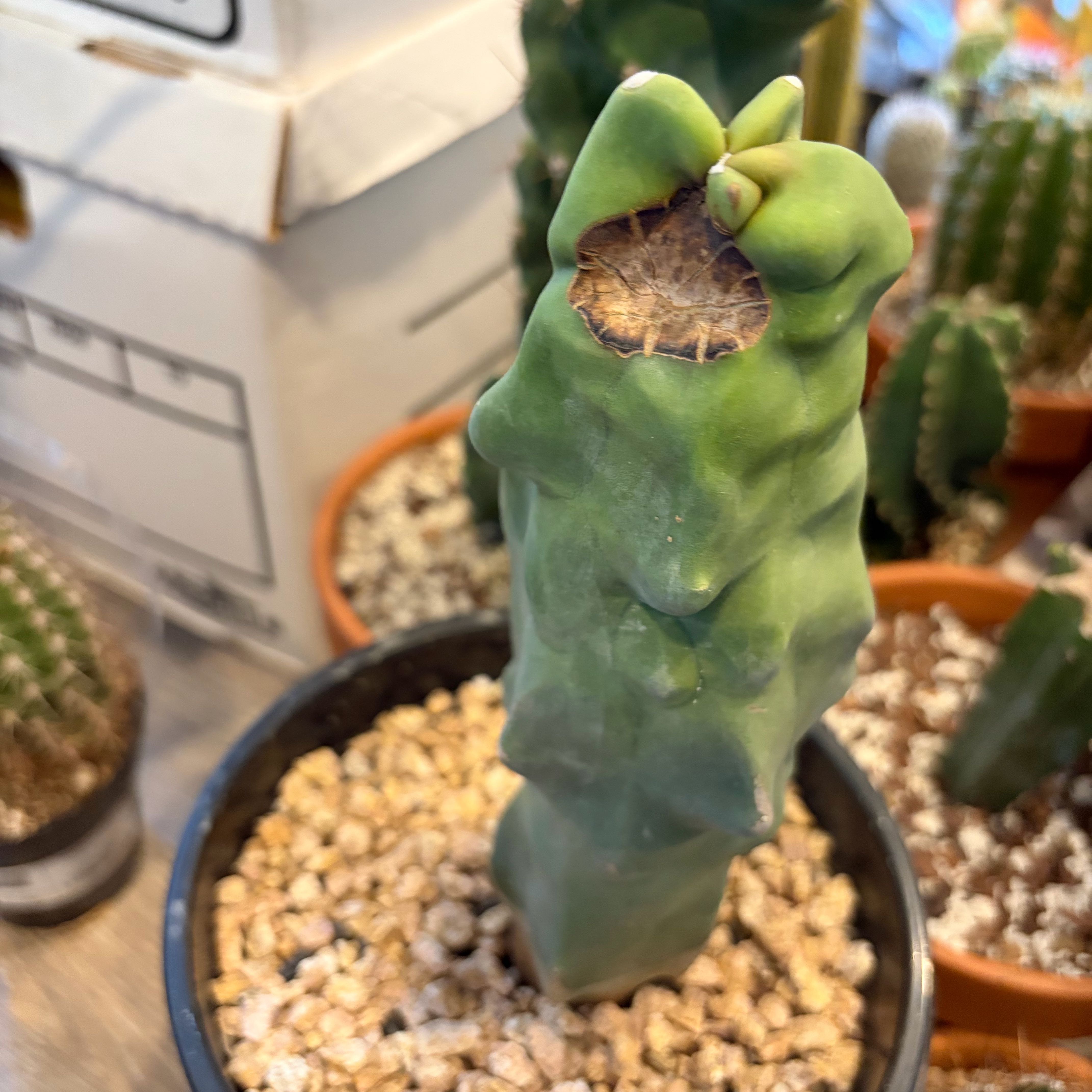 Photo of the plant species Totem Pole Cactus by @FunCacti13 named Tupot amaroot on Greg, the plant care app