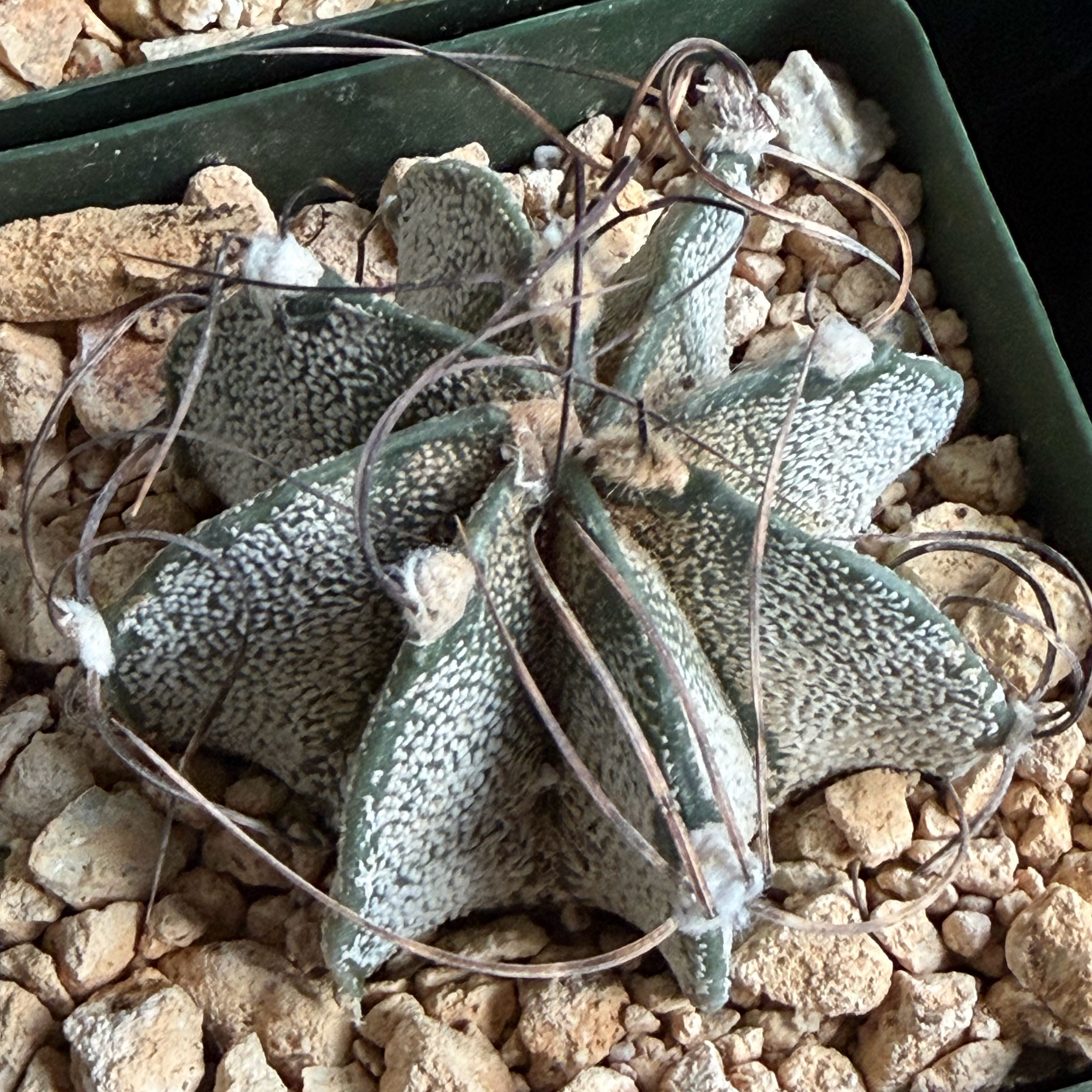 Photo of the plant species Goat's Horn Cactus by @FunCacti13 named Gobi on Greg, the plant care app