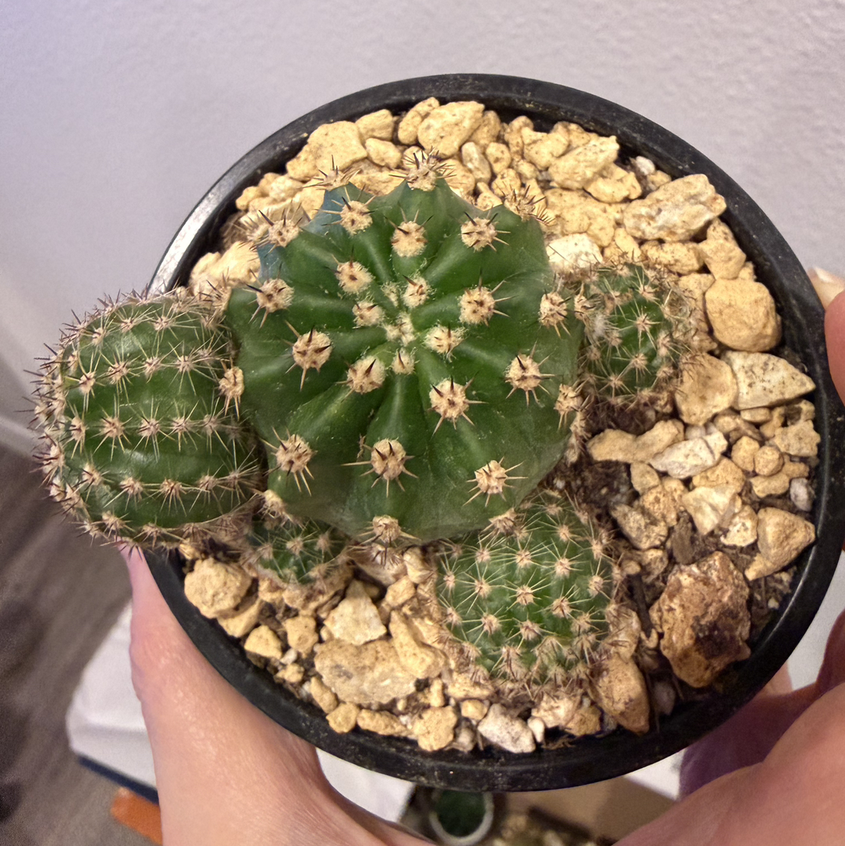 Sproutacus
