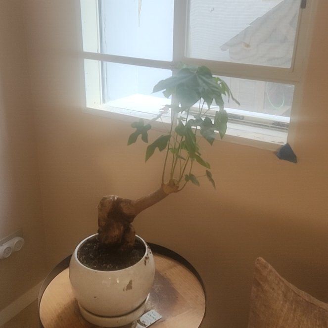 Photo of the plant species Papaya by @TryApachepine19 named Sproutacus on Greg, the plant care app