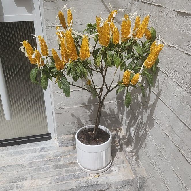 Photo of the plant species Lollipop Plant by @TryApachepine19 named Navajo on Greg, the plant care app