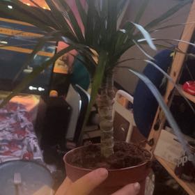 Photo of the plant species Madagascar Dragon Tree by @EarlyBacopa23 named Domino on Greg, the plant care app
