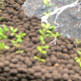 Photo of the plant species Pearl Weed by @SeasonalHope24 named Zion on Greg, the plant care app