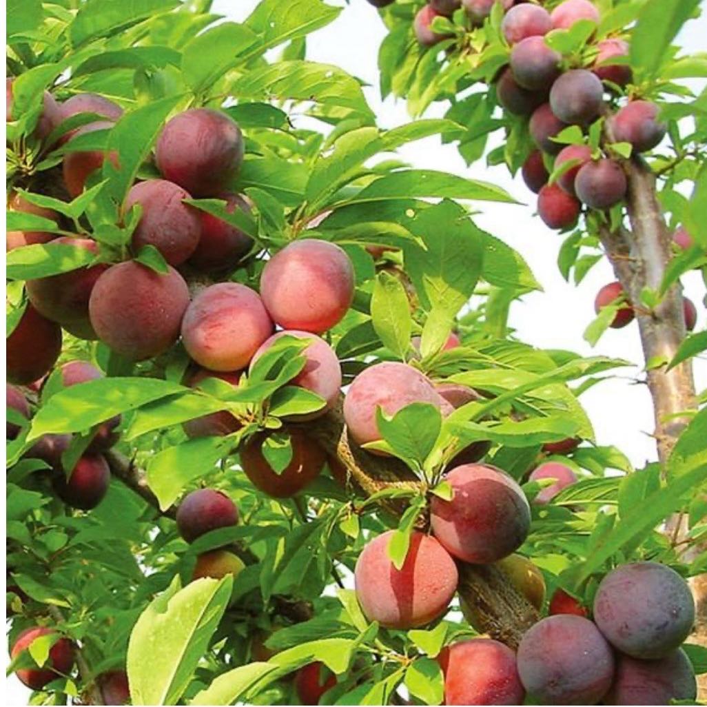 Photo of the plant species Methley Plum by @GiddyCowshorn26 named Maya on Greg, the plant care app